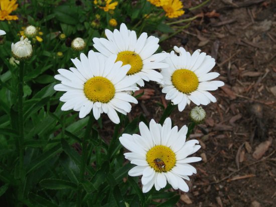 White Daisies