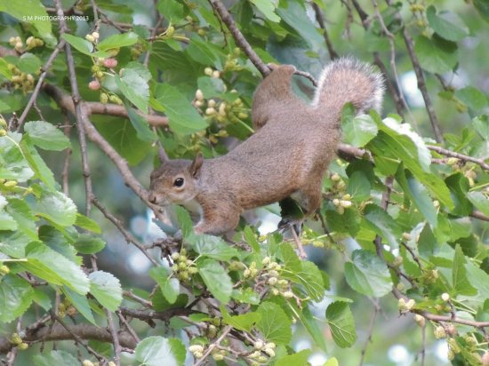 Reaching Squirrell