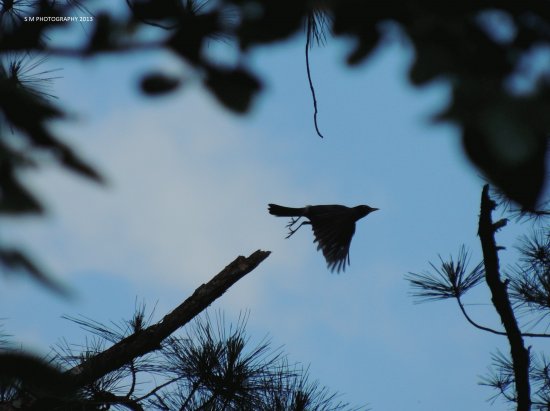 Bird in Flight Silhouette