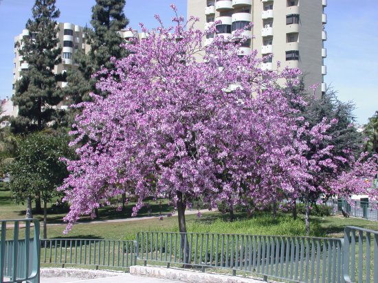 Bauhinia purpurea. Pata de vaca. Estepona. Espanha