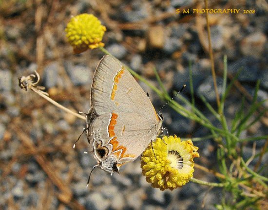 Butterfly in the Fall