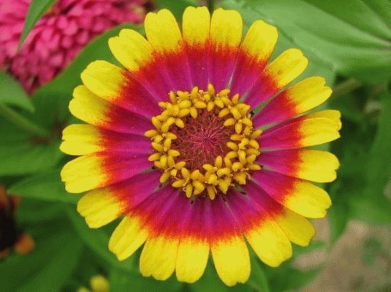 Zinnia