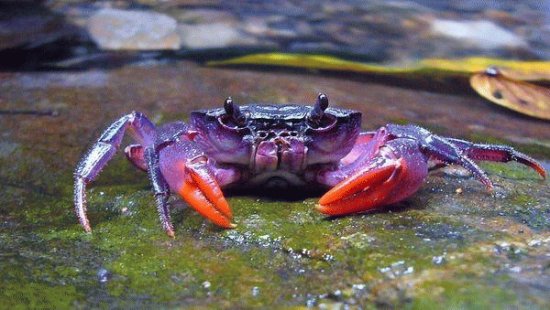 Purple Crab-Palawan Island