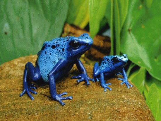 Dart Frogs