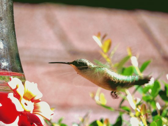 Hummingbird