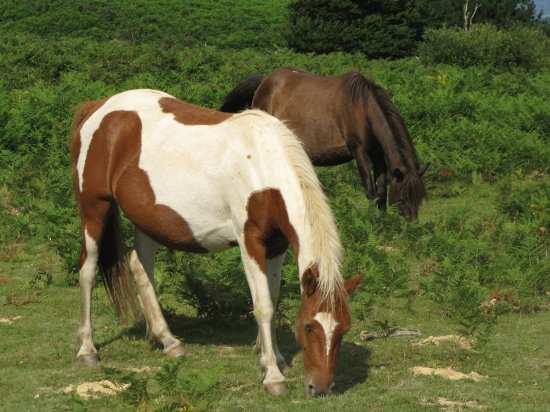 petit cheval des PyrÃ©nnÃ©es