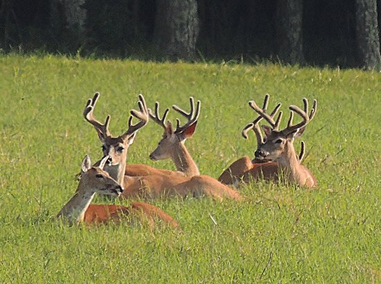 Group of Bucks with a Doe