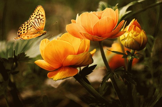 Orange Glow Butterfly