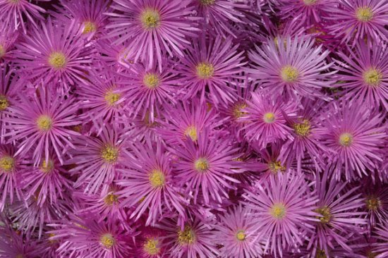 Pink Aster Blooms