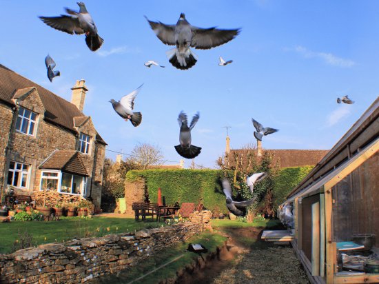 racing pigeons take off