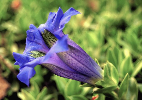 Gentian