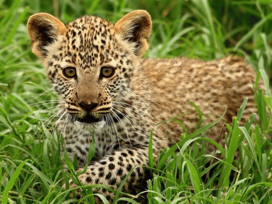 leopard cub