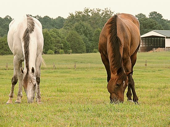 Grazing