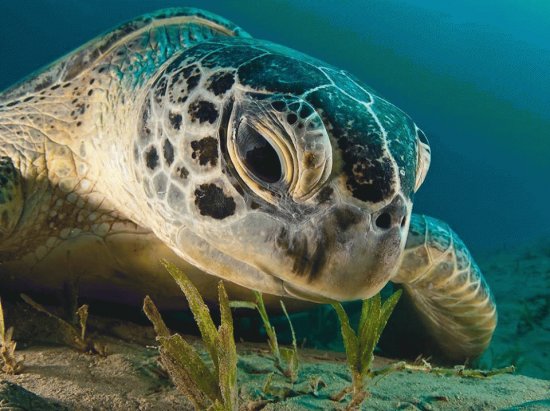 green sea turtle