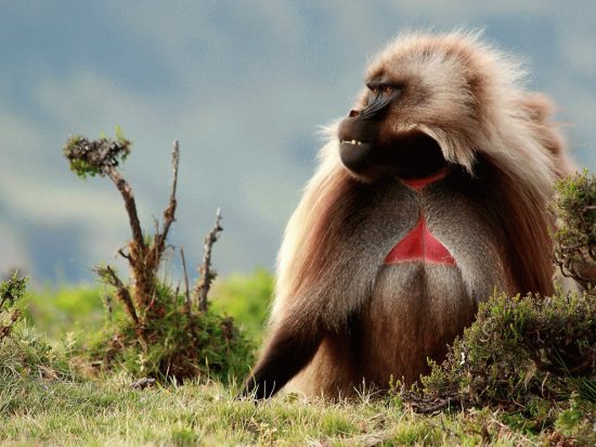 gelada