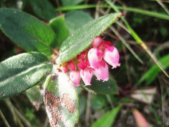 Flora Pululahua