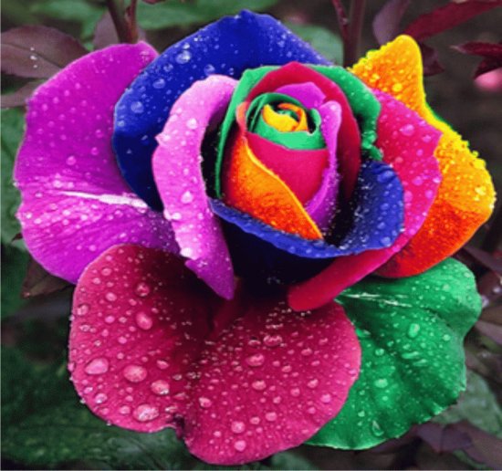 rosa de colores