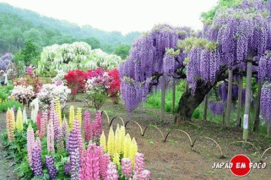 Arvores Coloridas do JapÃ£o