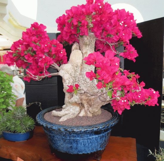 Bonsai de Primavera