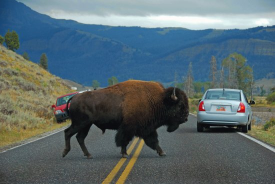 Bison, Yellowstone NP