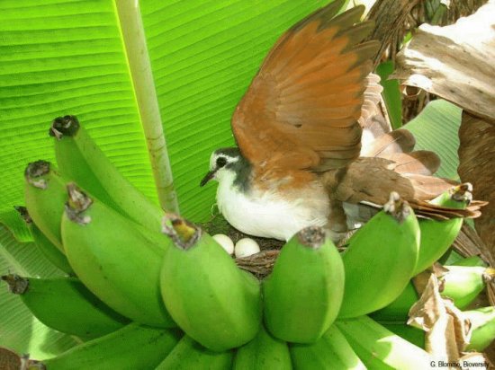 Cacho de Banana com Ninho de PÃ¡ssaro