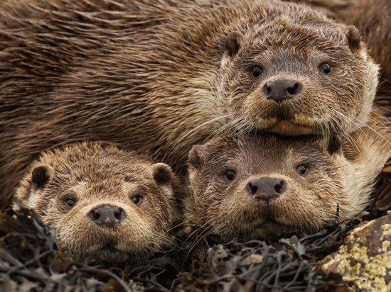 eurasian otters