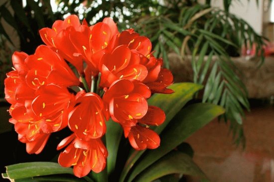 Clivia