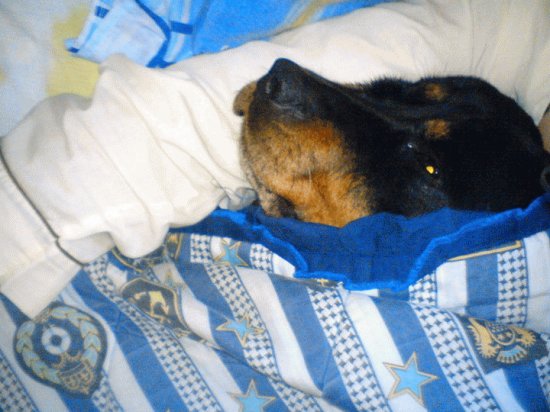 rottweiler en la cama gullock