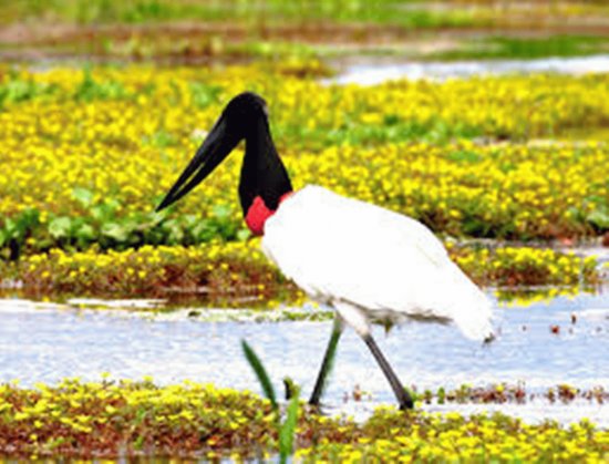 Tuiuiu do Pantanal - Mato Grosso