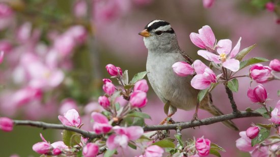 Bird in Springtime