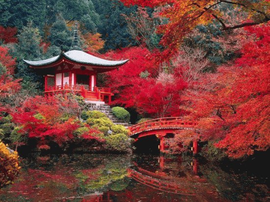 jardin japonais