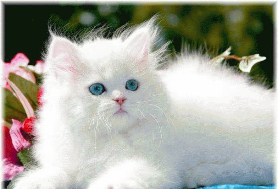 chat blanc