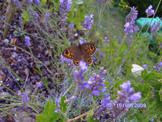 papillon des Vosges