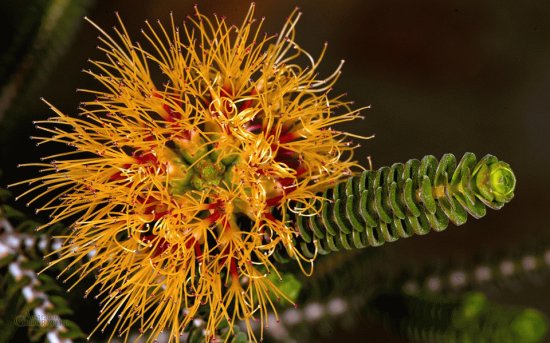 Yellow Bottlebrush