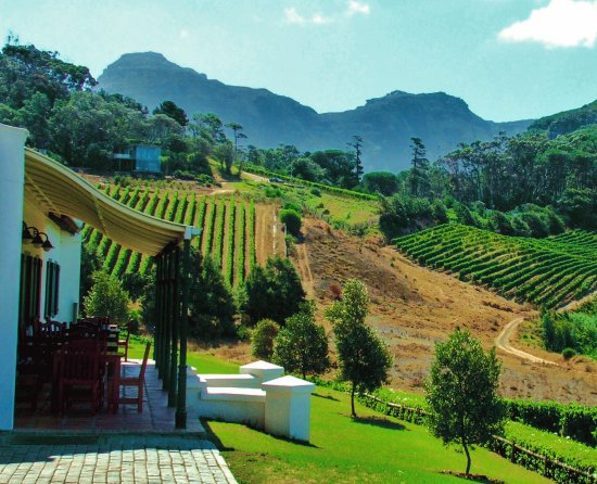 Klein Constantia Vineyard Cape Town