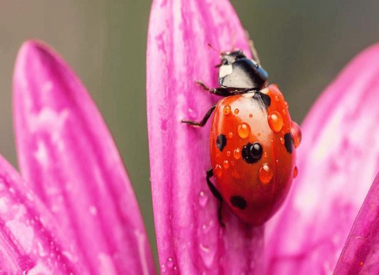 bichito de luz sobre flor