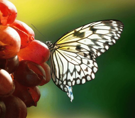 mariposa sobre uvas