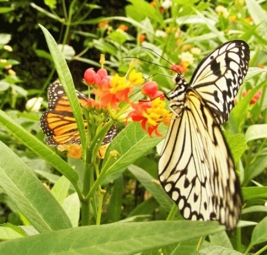 Tropical Butterfly