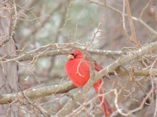 Cardinal