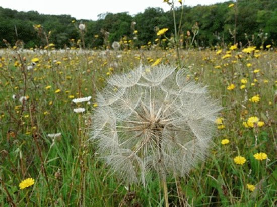 fleur de pissenlit