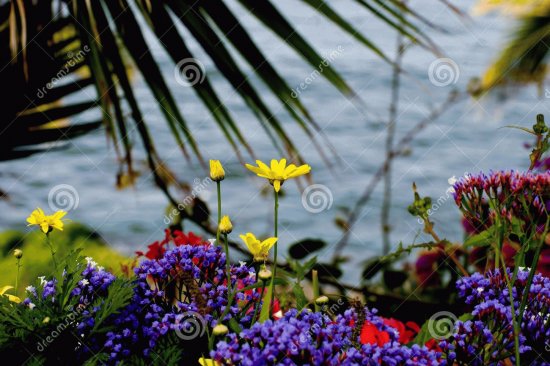 flores e mar