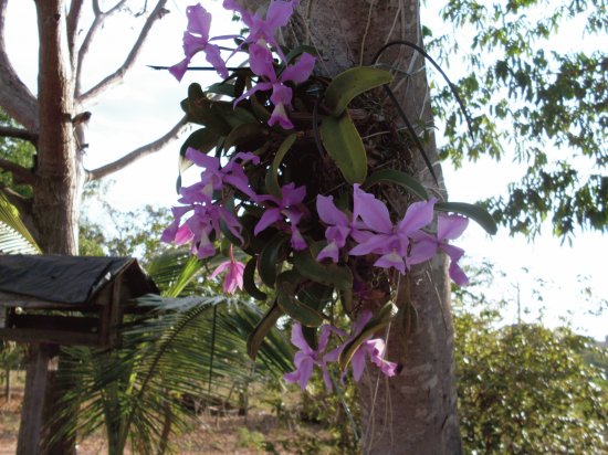 orquideas