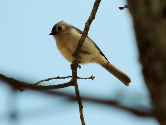 Tufted Titmouse