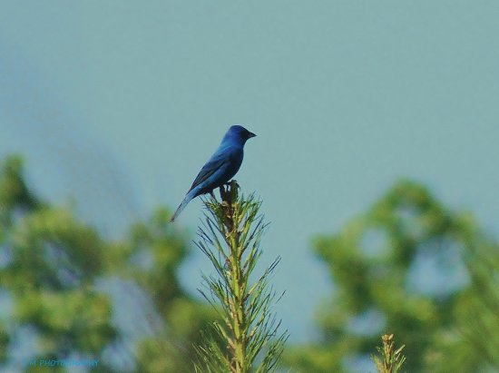 Indigo Bunting