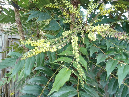 mahonia