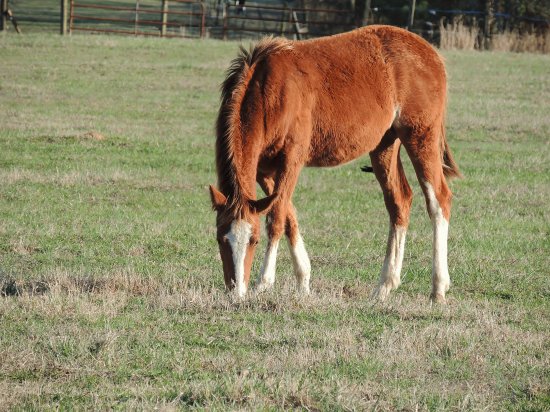 Horse Grazing