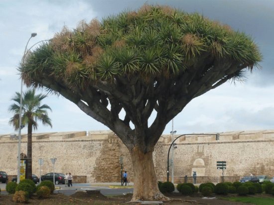 drago,cadiz