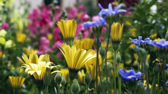 Flores Lindas