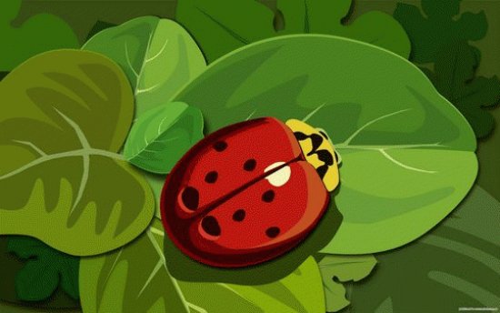 Lady Bug