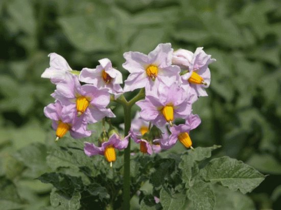 fleurs de pommes de terre